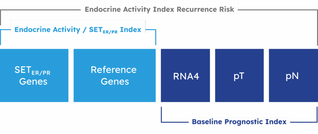 endocrine activity index components graphic
